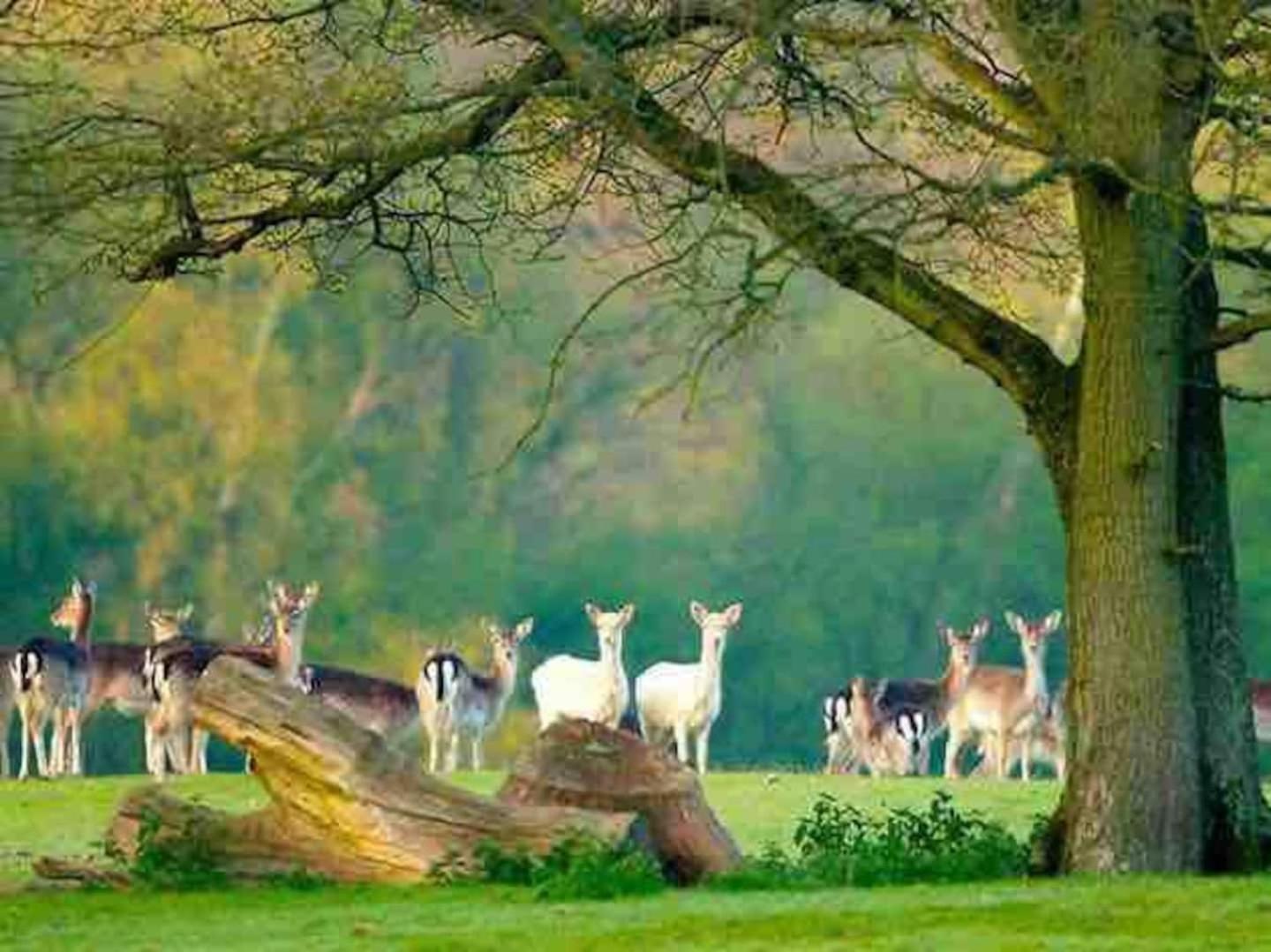 New Forest Retreat Shorefield Country Park Lymington Extérieur photo
